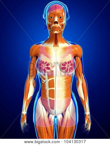 Female Muscles Anatomy Image & Photo (Free Trial) | Bigstock