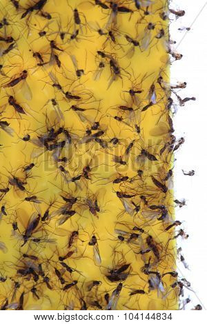 Flypaper As Easy Background