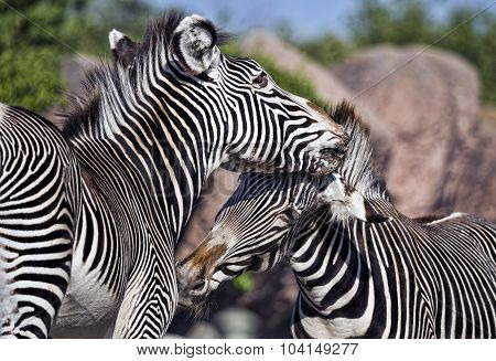 Zebras at play at the local zoo.