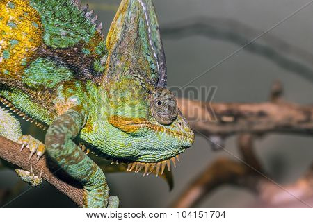 Cameleon climbing a branch at local zoo.