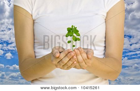 Plante