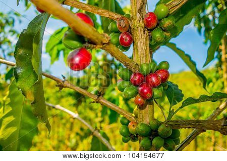 Coffee Farm In Manizales, Colombia