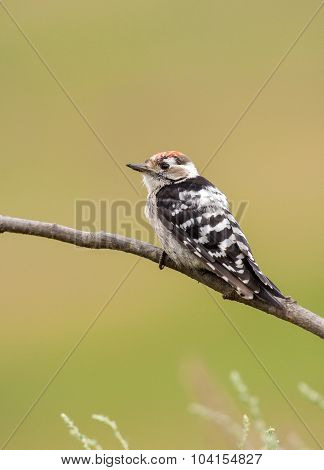 Lesser Spotted Woodpecker