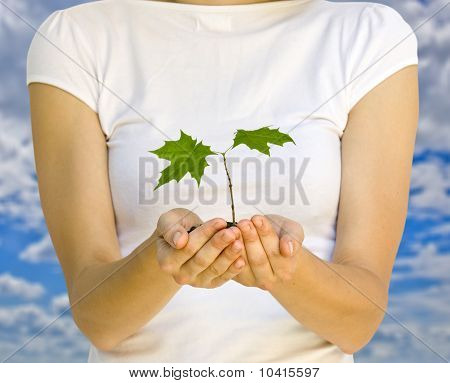 Plante