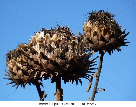 Grote distel zaad koppen