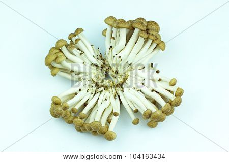 tasty and edible mushrooms with white background