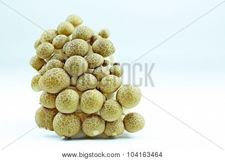 mushrooms with white background