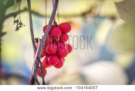 Branch Of Chinese Magnolia Vine Berries