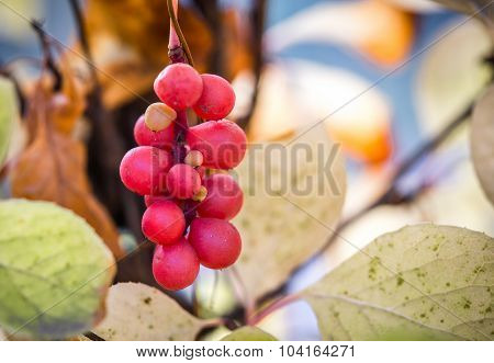 Branch Of Chinese Magnolia Vine Berries