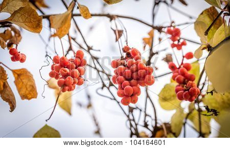 Branch Of Chinese Magnolia Vine Berries
