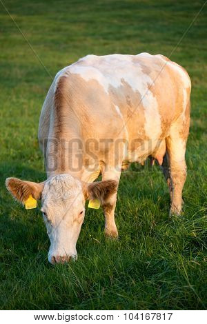 Brown And White Dairy Cow In Pasture, Czech Republic