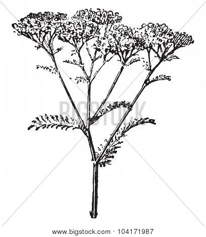 Yarrow or Achillea millefolium, vintage engraved illustration. Dictionary of words and things - Larive and Fleury - 1895.