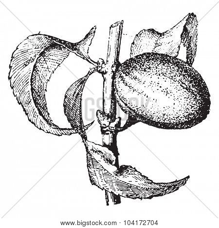 Almond, vintage engraved illustration. Usual Medicine Dictionary by Dr Labarthe - 1885. 