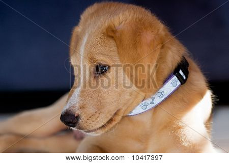 Cucciolo