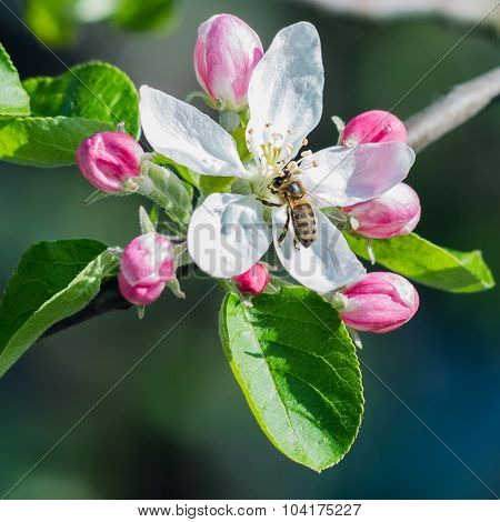 Honey bee on the flower