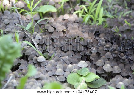 Mushrooms
