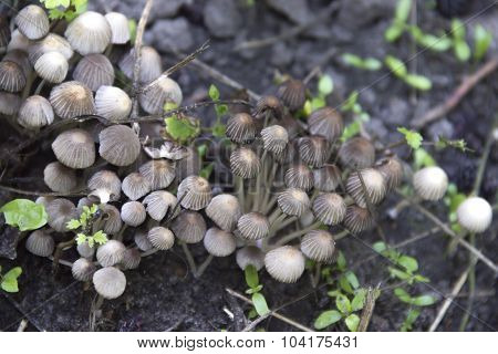 Mushrooms