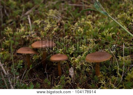 Norwegian Mushroom Surprise Webcap or Red-gilled