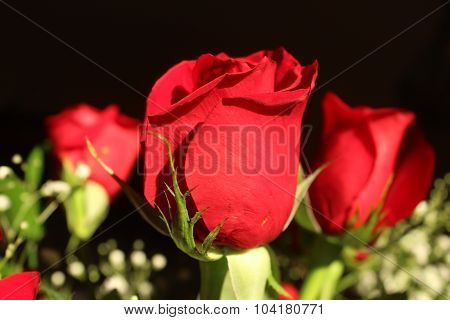 Red Roses