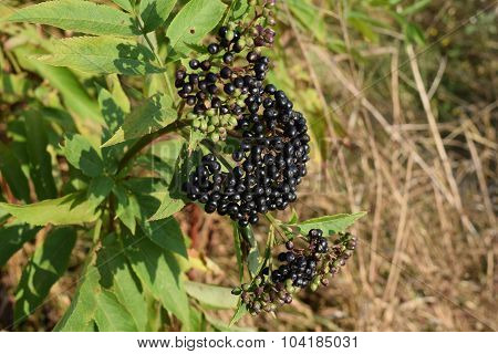 Elder Berries