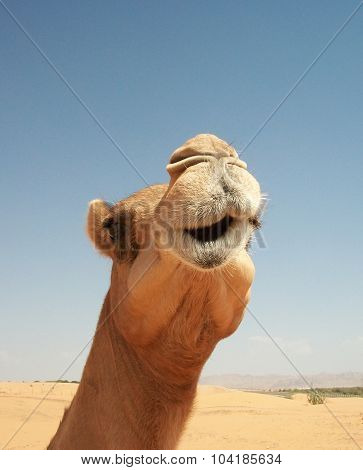 Camels In The Desert