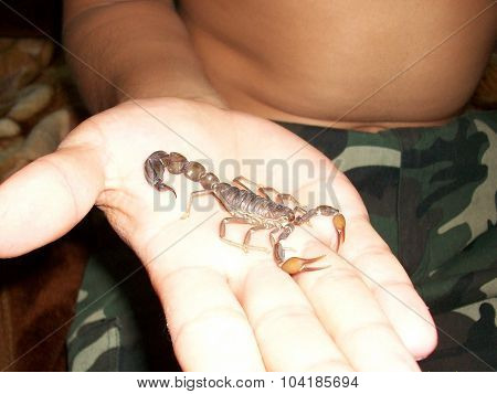 Scorpion. Poisonous chlenistonogy deserts in the Emirates.