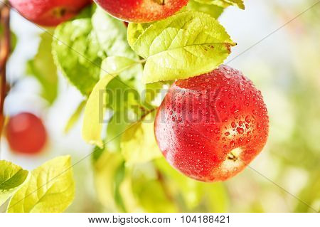 Red fresh applefruit on tree during farm harvest in orchard garden