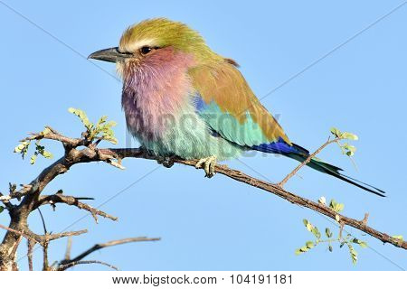Lilac Breasted Roller