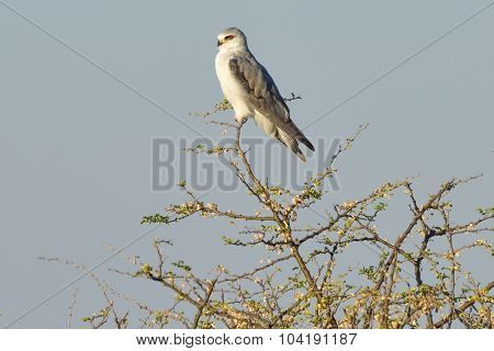 Black Shouldered Kite