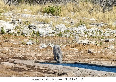 Warthog - Etosha, Namibia