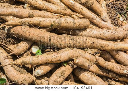 Pile of cassava bulb