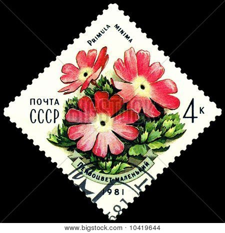 Sztuka znaczka. Primula Minima.