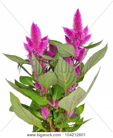 Cockscomb celosia spicata plant
