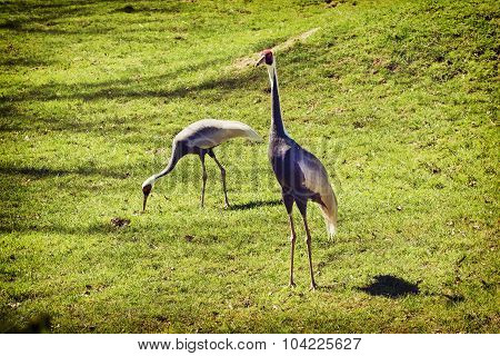 Pair Of White-naped Cranes (grus Vipio)