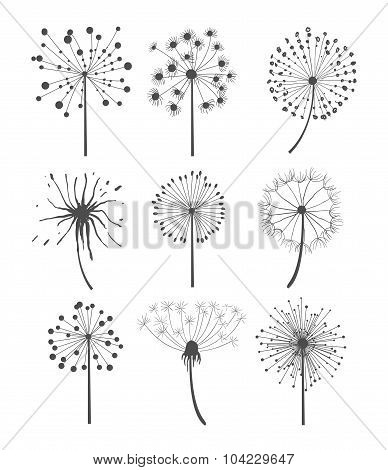 Monochrome Dandelion Set Vector Illustration