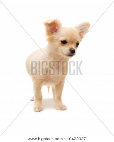 Chihuahua pentu