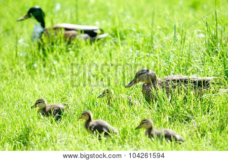 Family of ducks