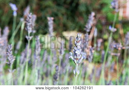 Lavender flowers