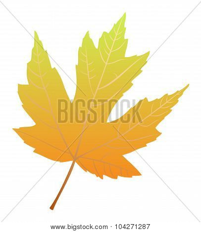 Maple leaf