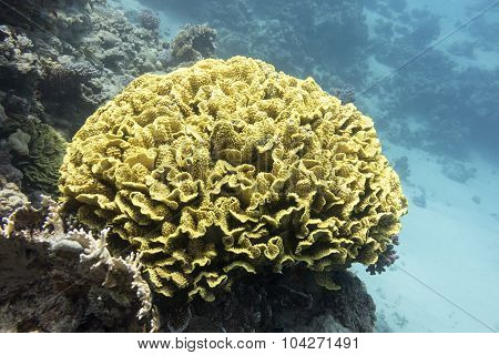 Coral Reef With Yellow Coral Turbinaria Mesenterina In Tropical Sea