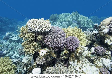 Colorful Coral Reef In Tropical Sea, Underwater