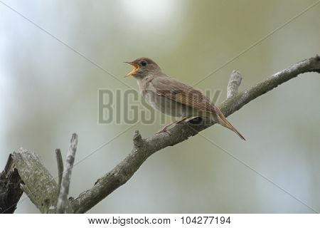 Singing Nightingale On Dry Branch