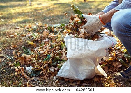 Young Boy Collects Fallen Leaves In Autumn