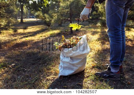 Young Boy Collects Fallen Leaves In Autumn