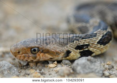 Western Fox Snake