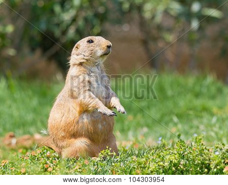 Prairie dog on grass