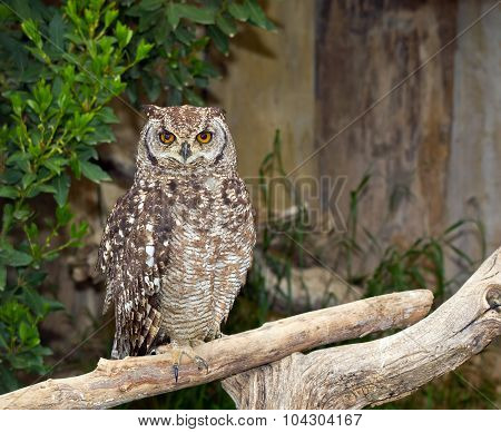 Spotted Eagle-Owl (Bubo africanus)