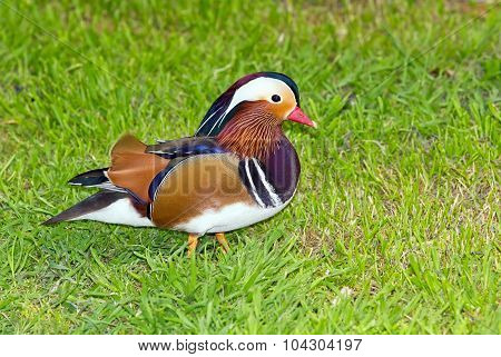 Mandarin duck (Aix galericulata) on grass