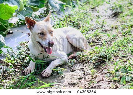 Happy White Dog Sleeping In Vetgetable Field.
