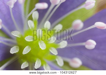 Wild forest flowers Hepatica closeup